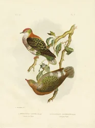 Superbe pigeon fruitier, 1891